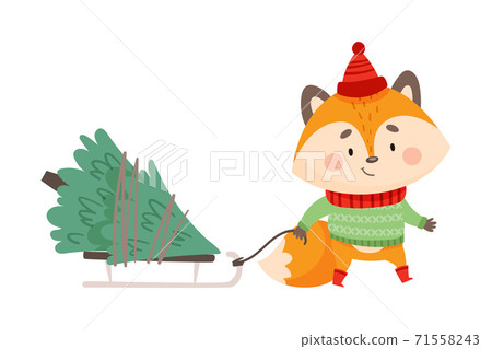 Orange Fox as Christmas Character in Warm Knitted Hat and Sweater Pulling Sledge with Fir Tree Vector Illustration Orange Fox as Christmas Character in Warm Knitted Hat and Sweater Pulling Sledge with Fir Tree Vector Illustration 71558243