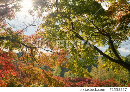 秋天的樹葉來裝飾秋天 71558257