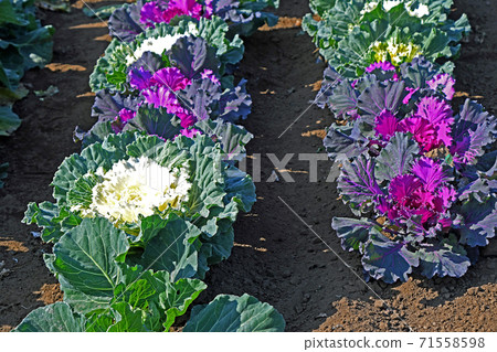 葉鈕（葉牡丹） 71558598