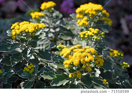 Sea chrysanthemum Sea chrysanthemum 71558599
