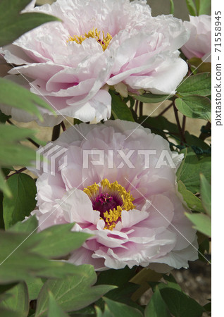 The name of this white peony flower is Myoko no Takara. 71558945