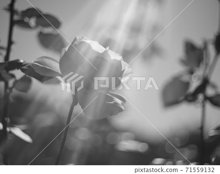 Roses Roses 71559132