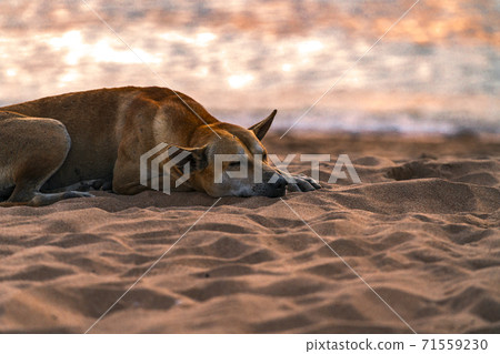 Local Thai breed Stray dog or homeless dog is sleeping on the beach in Thailand, sunset time at sea, space for copy. Local Thai breed Stray dog or homeless dog is sleeping on the beach in Thailand, sunset time at sea, space for copy. 71559230