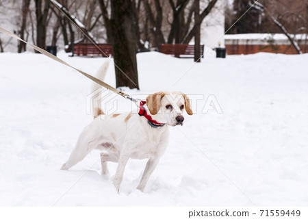 Senior dog walking on leash in winter park in distance from other dog walkers 71559449