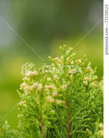 Leaf tips and cones of Oriental Arbor-vitae Leaf tips and cones of Oriental Arbor-vitae 71559523