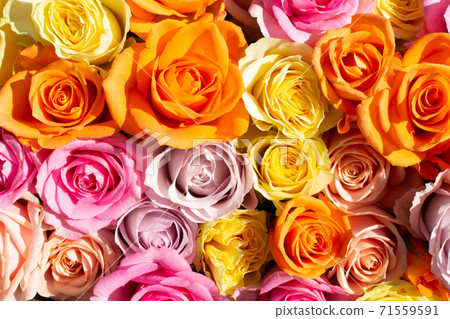 Rose flowers Rose flowers 71559591