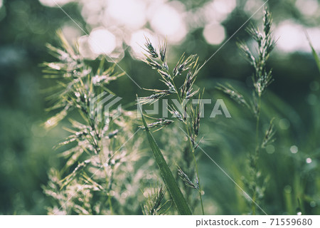 Natural abstract sunny background Natural abstract sunny background 71559680