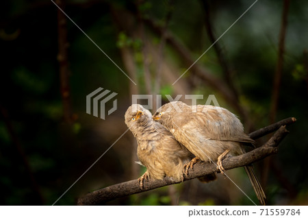 funny wildlife image of angry jungle babbler birds perched on branch at keoladeo national park or bharatpur bird sanctuary rajasthan india - Turdoides striata 71559784