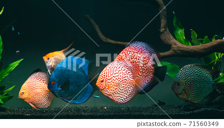 Colorful fish from the spieces Symphysodon discus in aquarium. 71560349