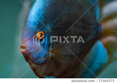 Closup of Blue Diamond Discus fish, detailed mouth and eye view Closup of Blue Diamond Discus fish, detailed mouth and eye view 71560373