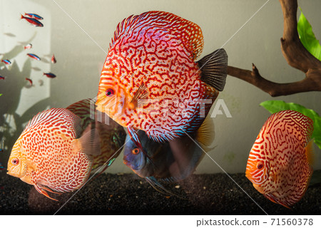 Colorful fish from the spieces Symphysodon discus in aquarium. 71560378