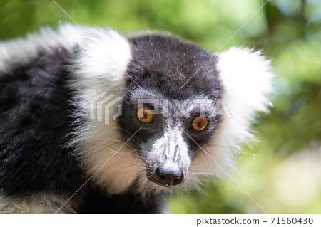 A black and white Vari Lemur looks quite curious A black and white Vari Lemur looks quite curious 71560430