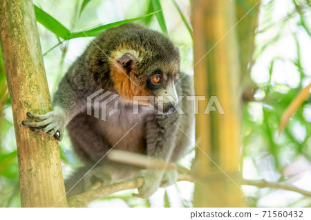 A lemur sits on a branch and watches the visitors to the national park 71560432