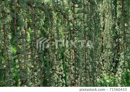 Perfect natural young weeping coniferous tree pattern background. Dark and moody feel. Perfect natural young weeping coniferous tree pattern background. Dark and moody feel. 71560433