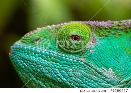 Close-up, macro shot of a green chameleon 71560457