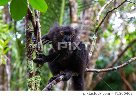 A black lemur on a tree awaiting a banana 71560462