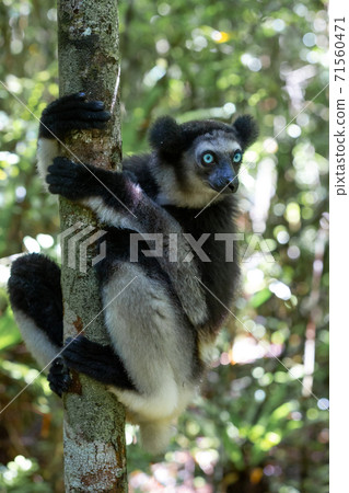 An Indri lemur on the tree watches the visitors to the park An Indri lemur on the tree watches the visitors to the park 71560471