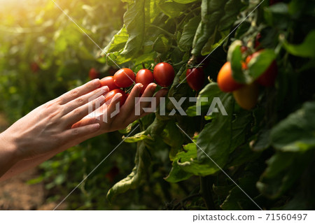 A woman farmer picks cherry tomatoes 71560497
