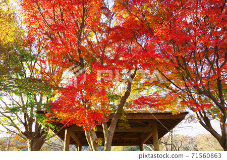 公園裡色彩鮮豔的秋葉...島根縣八月市（晴天） 71560863
