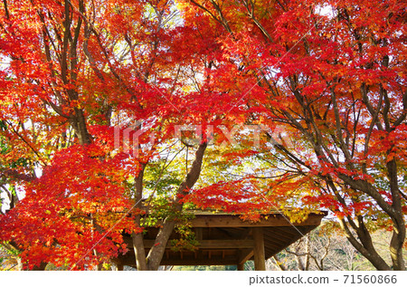 Brightly colored autumn leaves in the park ... Yasugi City, Shimane Prefecture (sunny) Brightly colored autumn leaves in the park ... Yasugi City, Shimane Prefecture (sunny) 71560866