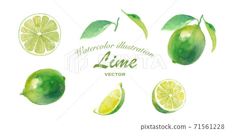 A set of various lime watercolor illustrations. Trace vector. A set of various lime watercolor illustrations. Trace vector. 71561228