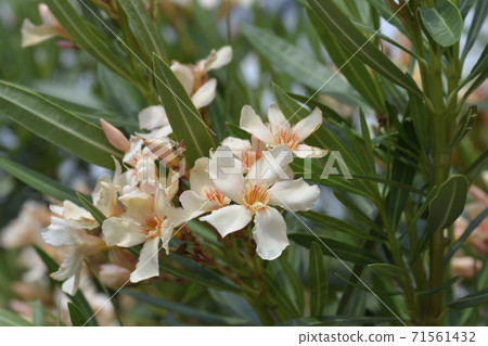 Common oleander 71561432