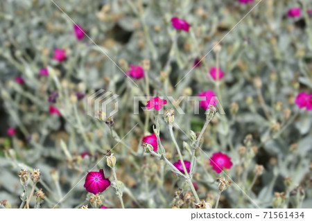 Rose campion 71561434