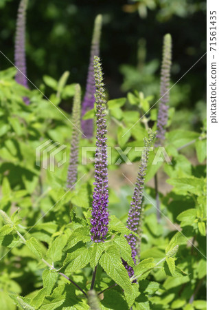 Iranian germander 71561435