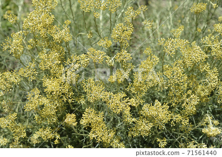 Italian everlasting flowers 71561440