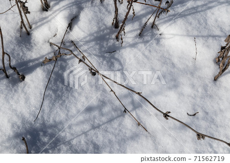 Snow weather forest on white sunny winter mood day Snow weather forest on white sunny winter mood day 71562719