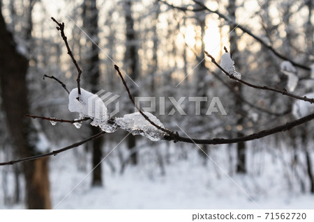 Melting spring time snow on tree branch close-up Melting spring time snow on tree branch close-up 71562720