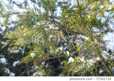 Green tree snow on branch sunny winter close-up Green tree snow on branch sunny winter close-up 71562726