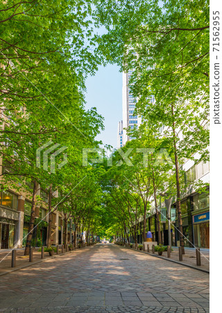 Tokyo Marunouchi Nakadori Promenade with fresh green and blue sky Tokyo Marunouchi Nakadori Promenade with fresh green and blue sky 71562955