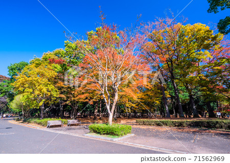 Yoyogi Park in Tokyo Autumn Yoyogi Park in Tokyo Autumn 71562969