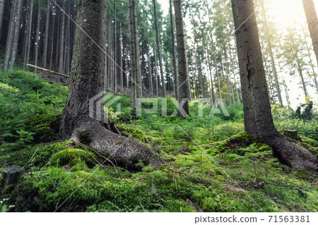 Beautiful dark green mossy mountain hill coniferous pine forest woods view with path between old trees and broken brushwood. Scenic fantasy fairytale green foggy woodland of european Carpathians Beautiful dark green mossy mountain hill coniferous pine forest woods view with path between old trees and broken brushwood. Scenic fantasy fairytale green foggy woodland of european Carpathians 71563381