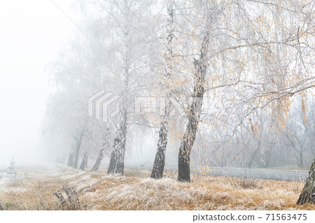 Scenic golden colored autumn birch tree alley... - Stock Photo [71563475] -  PIXTA