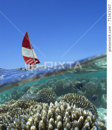 Sailing boat and reef - tropical lagoon - Maldives 71563507
