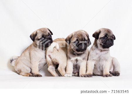 Four small fawn pug puppies sit in a row and one turned away 71563545