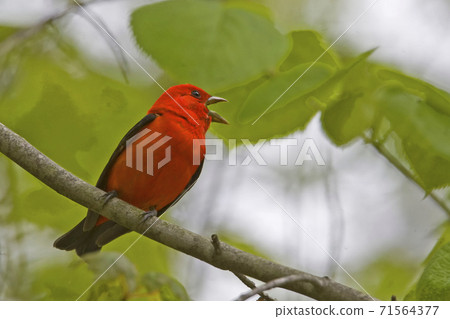 Male Scarlet Tanager, Piranga olivacea, singing 71564377