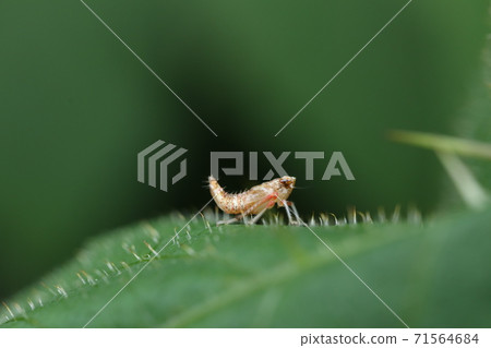 蘋果葉蟬葉蟬 蘋果葉蟬葉蟬 71564684