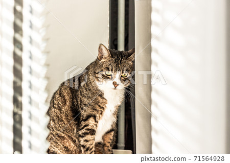 Sad, pensive, with depression, the cat is sitting Sad, pensive, with depression, the cat is sitting 71564928
