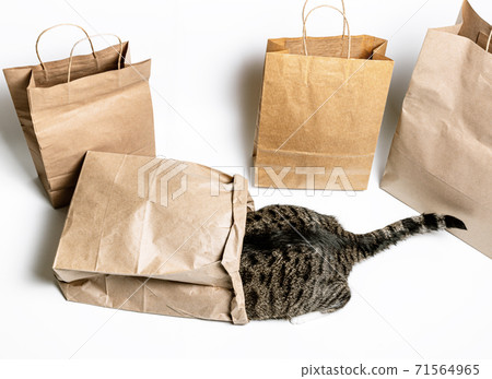 The cat climbed into a craft bag on a white background. Shopping concept The cat climbed into a craft bag on a white background. Shopping concept 71564965