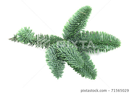 Branch of noble fir isolated on white Branch of noble fir isolated on white 71565029