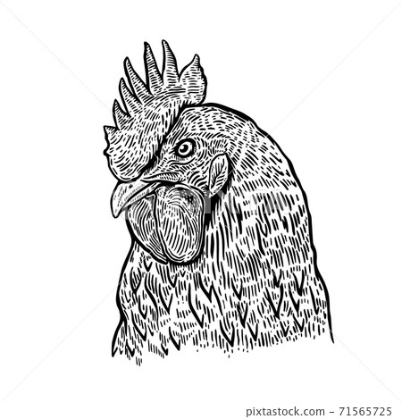 Hand drawn rooster illustration. Design element for poster, card, label, sign, card, banner. 71565725