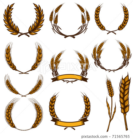 Set of wheat spikelet illustrations isolated on white background. Design element for poster, card, emblem, sign, card, banner. 71565765