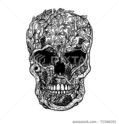 Hand Drawn Human Skull Made from grapevine. Design element for poster, t shirt. 71566292