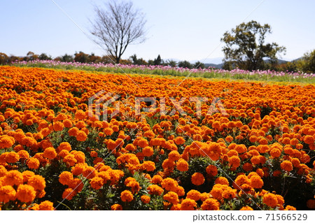 Menard Aoyama Autumn Herb Garden Menard Aoyama Autumn Herb Garden 71566529