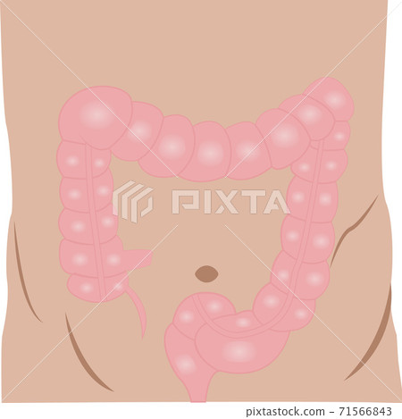 Large intestine anatomy colorful drawing on a white background 71566843