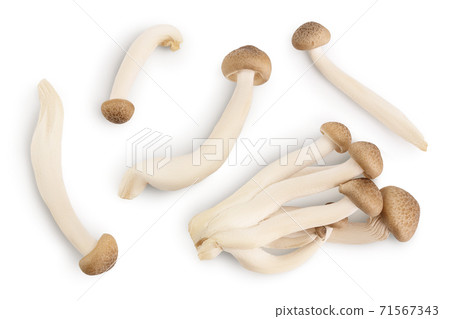 Brown beech mushrooms or Shimeji mushroom isolated on white background with clipping path. Top view, flat lay 71567343