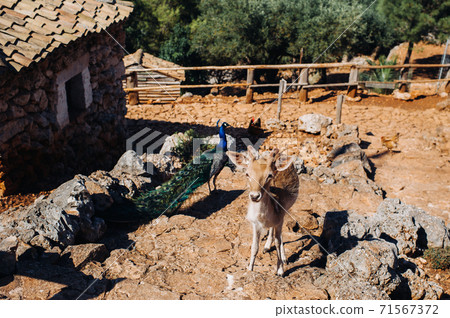 Deer and peacock in an open nature reserve, zoo, reserve on the island of Zakynthos.Greece. Deer and peacock in an open nature reserve, zoo, reserve on the island of Zakynthos.Greece. 71567372